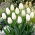 Tulipan Hakuun - GIGA paczka! - 250 szt.