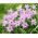 Ipheion - Ifejon - Charlotte Bishop - GIGA paczka! - 500 szt.