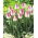 Tulipan Innuendo - GIGA paczka! - 250 szt.
