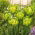 Tulipan Green Bizarre - GIGA paczka! - 250 szt.