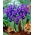 Irys botaniczny - Pixie - GIGA paczka! - 500 szt.