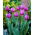 Tulipan Attila - GIGA paczka! - 250 szt.