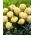 Tulipan Bowl of Beauty - GIGA paczka! - 250 szt.