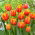 Tulipan Crossfire - GIGA paczka! - 250 szt.