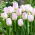 Tulipan Gwen - GIGA paczka! - 250 szt.