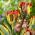 Tulipan Rasta Parrot - GIGA paczka! - 250 szt.