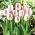 Tulipan Salvo - GIGA paczka! - 250 szt.