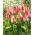 Tulipan Spryng Break - GIGA paczka! - 250 szt.