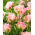 Tulipan Star Of Parrots - GIGA paczka! - 250 szt.