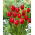 Tulipan Temptation - GIGA paczka! - 250 szt.