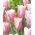 Tulipan Mistress Mystic - GIGA paczka! - 250 szt.
