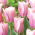 Tulipan Mistress Mystic - GIGA paczka! - 250 szt.