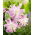 Lilia - Lotus Elegance - orientalna, pełna - GIGA paczka! - 50 szt.