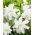 Lilia - Lotus Ice - orientalna, pełna - GIGA paczka! - 50 szt.