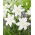 Lilia - Lotus Pure - orientalna, pełna - duża paczka! - 10 szt.