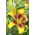 Lilia - Yellow Brush - GIGA paczka! - 50 szt.