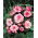 Begonia - Rosebud - różowa - duża paczka! - 20 szt.