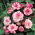 Begonia - Rosebud - różowa - GIGA paczka! - 100 szt.