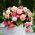 Begonia zwisająca - Splendide Flamenca - duża paczka! - 20 szt.