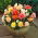 Begonia Pastel mix - GIGA paczka! - 100 szt.