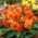 Begonia wielokwiatowa - Multiflora Maxima - pomarańczowa - duża paczka! - 20 szt.