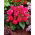 Begonia wielokwiatowa - Multiflora Maxima - różowa - duża paczka! - 20 szt.