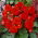 Begonia wielokwiatowa - Multiflora Maxima - czerwona - GIGA paczka! - 100 szt.