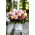 Begonia Samba mix - GIGA paczka! - 100 szt.