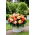 Begonia Superba Bolero - GIGA paczka! - 100 szt.