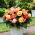 Begonia Superba Bolero - GIGA paczka! - 100 szt.