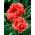 Mak wschodni - Garden Glory - GIGA paczka! - 50 szt.