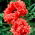 Mak wschodni - Garden Glory - GIGA paczka! - 50 szt.