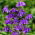 Orlik alpejski - Aquilegia alpina - GIGA paczka! - 50 szt.