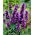 Agastache, Kłosowiec - Black Adder - duża paczka! - 10 szt.