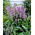 Agastache, Kłosowiec - Blue Fortune - duża paczka! - 10 szt.