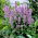 Agastache, Kłosowiec - Blue Fortune - GIGA paczka! - 50 szt.