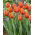 Tulipan Worlds Friend - 5 szt.