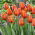 Tulipan Worlds Friend - 5 szt.