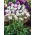 Ipheion - Ifejon - White Star - 10 szt.