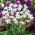 Ipheion - Ifejon - White Star - 10 szt.