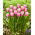 Tulipan Argos - 5 szt.