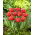 Tulipan Bendigo - 5 szt.