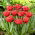 Tulipan Bendigo - 5 szt.