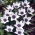 Tulipan Alba Coerulea Ocul - 5 szt.