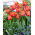 Tulipan Queensday - duża paczka! - 50 szt.