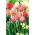 Tulipan Silverstream - GIGA paczka! - 250 szt.
