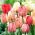 Tulipan Silverstream - 5 szt.