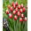 Tulipan Timeless - duża paczka! - 50 szt.