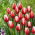 Tulipan Timeless - GIGA paczka! - 250 szt.