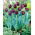 Tulipan Blackjack - 5 szt.